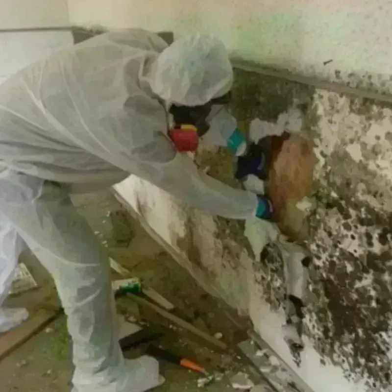 Mold Remediation and Removal in Richland County, ND